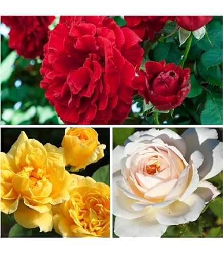 Zxxyanbi Rare Live Combo-3 Colour) Climbing Rose Flower Plant